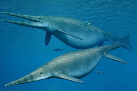Se encuentra el primer fósil de ictiosaurio gigante preservado en tejidos blandos: tiene más de 180 millones de años Se encuentra el primer fósil de ictiosaurio gigante preservado en tejidos blandos: tiene más de 180 millones de años