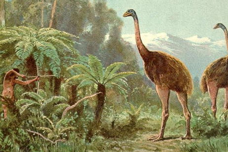 Nueva Zelanda podría convertirse en Jurassic Park: hay planes para traer de vuelta estas aves similares a dinosaurios