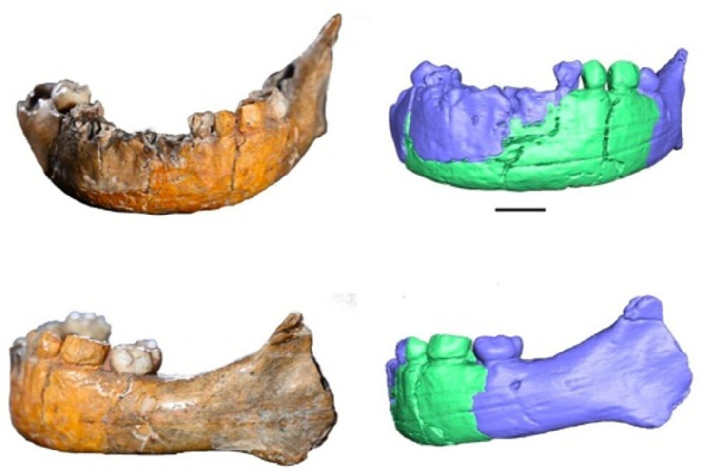 Este antiguo cráneo es una reliquia de la humanidad: es la mezcla de dos antiguas especies humanas