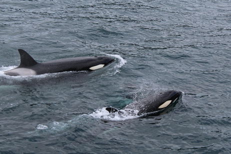Acaban de grabar por primera vez a dos ballenas asesinas besándose (y con lengua) Acaban de grabar por primera vez a dos ballenas asesinas besándose (y con lengua)