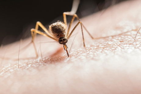 Dile adiós a los mosquitos en verano con esta solución militar: radar y rayos láser para acabar con ellos Dile adiós a los mosquitos en verano con esta solución militar: radar y rayos láser para acabar con ellos