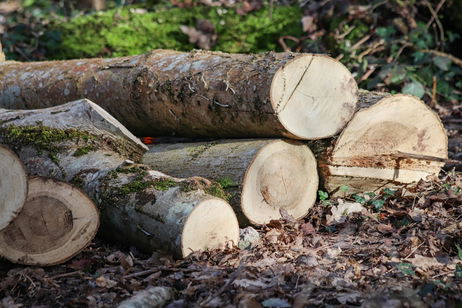 Las herramientas de madera más antiguas encontradas a Asia podrían pertenecer a tres especies de humanos distintos Las herramientas de madera más antiguas encontradas a Asia podrían pertenecer a tres especies de humanos distintos