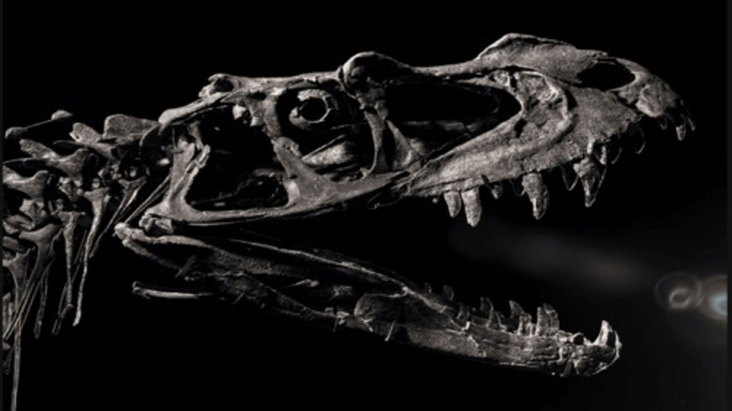 Malas noticias para los fanáticos de la paleontología: el único dinosaurio bebé que existe va a ser subastado