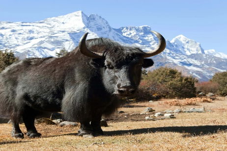 China se marca un hito en la ciencia natural: acaba de clonar este mítico animal y está sano