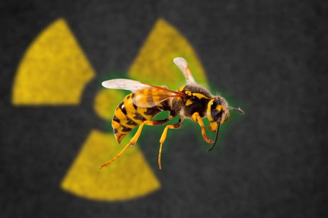 Suena a ciencia ficción, pero existen: han encontrado avispas radiactivas en esta central nuclear