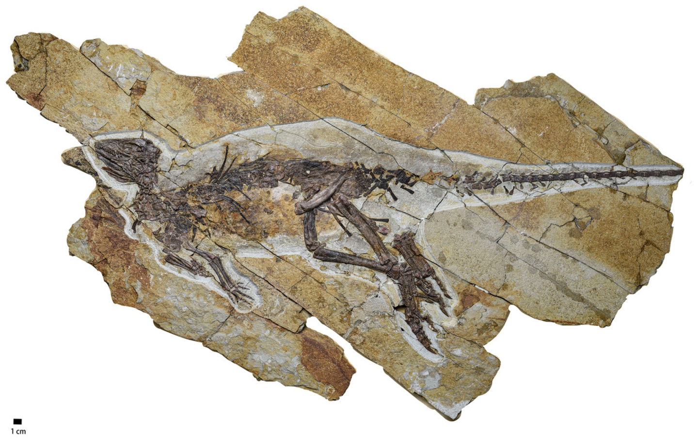 Han encontrado a un "Piolín" del Jurásico. Este pequeño dinosaurio piaba igual que un pájaro hace millones de años