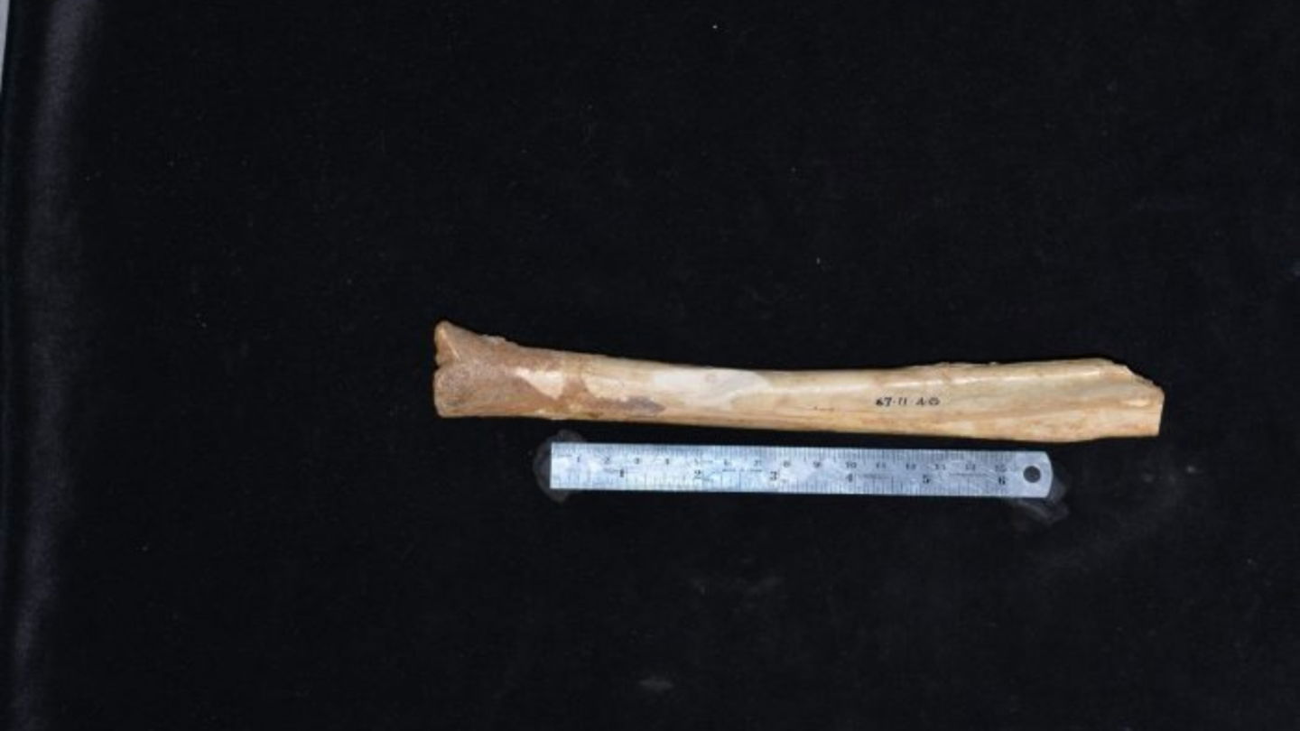 Este es el hueso de la discordia, perteneciente a la especie extinta Procoptodon browneorum