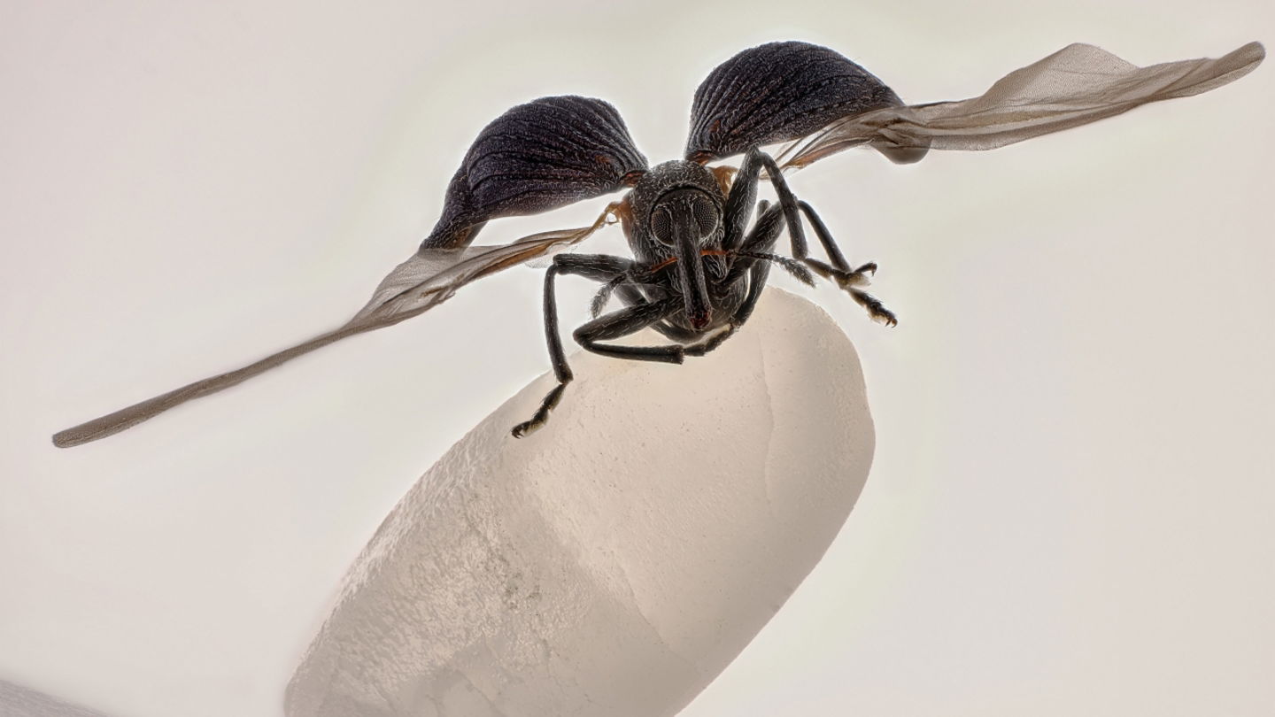 Fotografía ganadora en el certamen Nikon Small World de microfotografía
