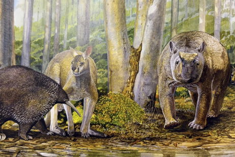 Un hueso desmonta la teoría de que el ser humano aniquiló a la megafauna de Australia Un hueso desmonta la teoría de que el ser humano aniquiló a la megafauna de Australia