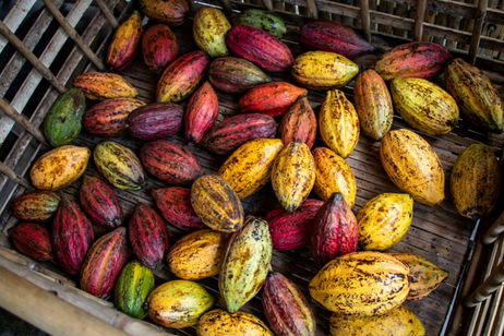 El cacao más sabroso del mundo no está en la selva: se ha creado en un laboratorio