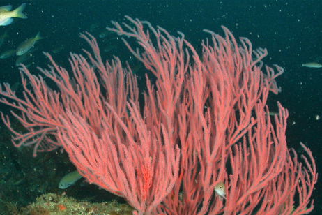 La robótica está a punto de ser redefinida y se lo debemos a este tipo de coral La robótica está a punto de ser redefinida y se lo debemos a este tipo de coral