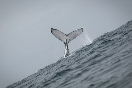 El cambio climático se cobra otra víctima: ballenas y delfines se ven afectados en este aspecto vital de sus vidas El cambio climático se cobra otra víctima: ballenas y delfines se ven afectados en este aspecto vital de sus vidas