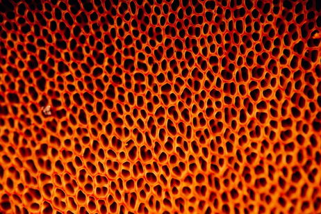 No son nuestros enemigos y pronto serán nuestra comida: un grupo de científicos crea hongos modificados que podrían sustituir la carne