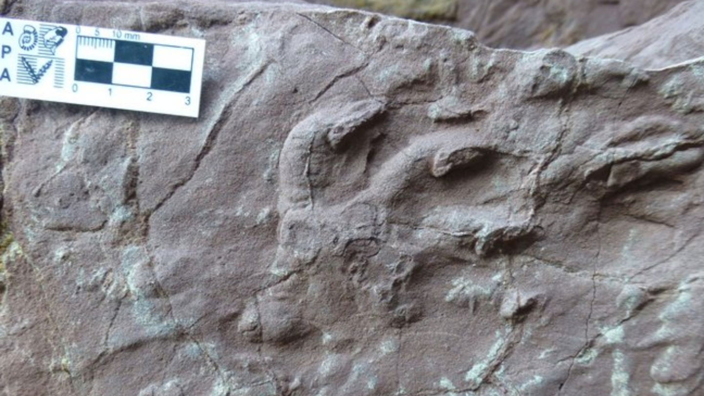 Esta es la huella fósil de un gorgonopsiano encontrada en Mallorca