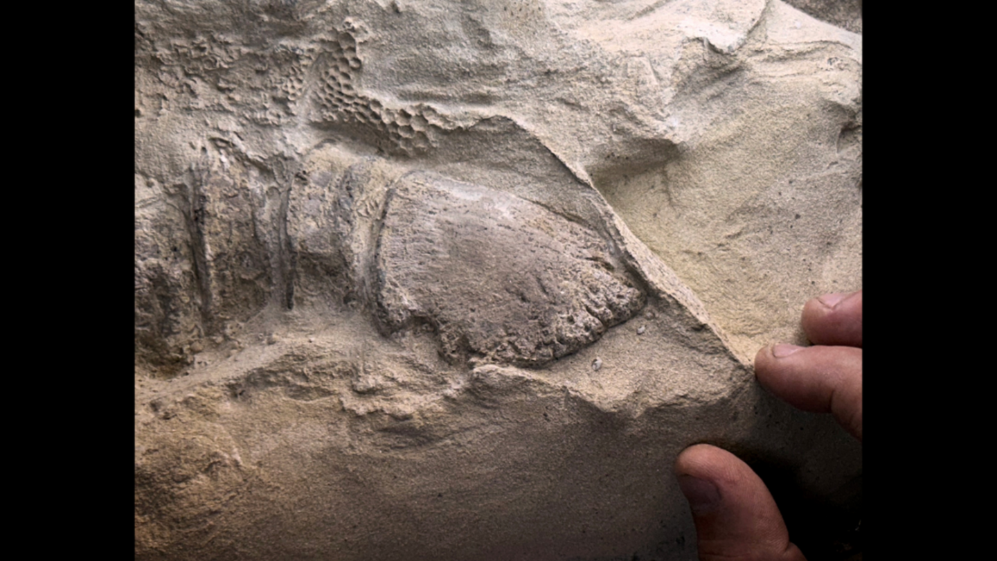 Esta es la pezuña de una momia adulta del dinosaurio Edmontosaurus annectens