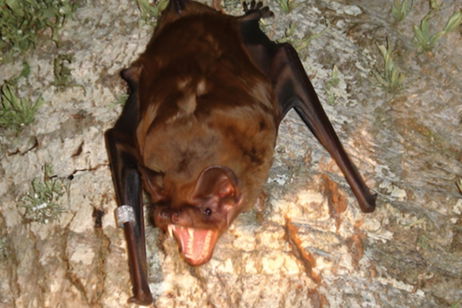 Los murciélagos sorprenden a los expertos: pueden cazar pájaros en pleno vuelo. Así lo hacen Los murciélagos sorprenden a los expertos: pueden cazar pájaros en pleno vuelo. Así lo hacen