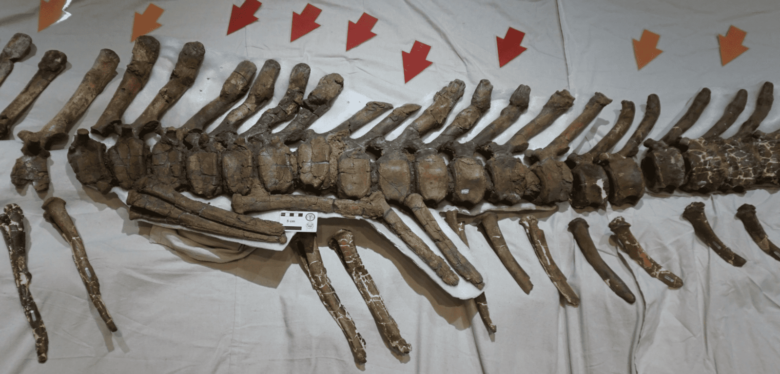 Imagen de huesos fracturados de hadrosaurios