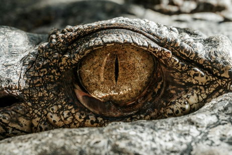 Los paleontólogos descubren en Brasil un antiguo ancestro de los cocodrilos: es incluso anterior a los dinosaurios Los paleontólogos descubren en Brasil un antiguo ancestro de los cocodrilos: es incluso anterior a los dinosaurios