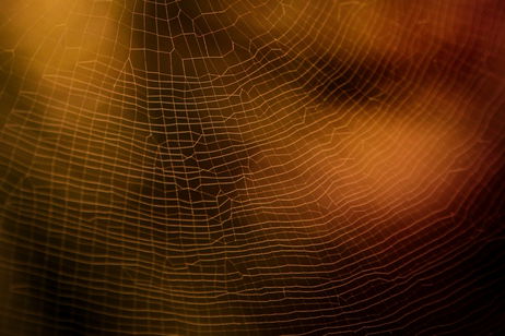 Las arañas también instalan en su casa un sistema de alarma y es más eficaz que cualquiera creado por el ser humano Las arañas también instalan en su casa un sistema de alarma y es más eficaz que cualquiera creado por el ser humano