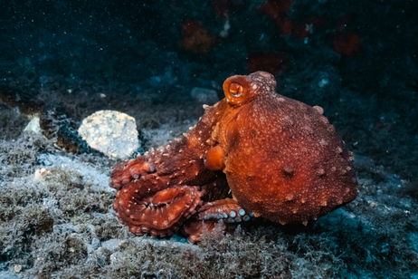 Científicos descubren el secreto del camuflaje de los pulpos y todo tiene que ver con un proceso a vida o muerte Científicos descubren el secreto del camuflaje de los pulpos y todo tiene que ver con un proceso a vida o muerte