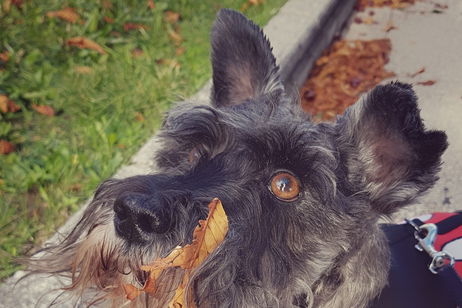 Ya sabemos cuándo empezaron a aparecer las razas de perro: fue hace miles de años y por culpa del ser humano Ya sabemos cuándo empezaron a aparecer las razas de perro: fue hace miles de años y por culpa del ser humano