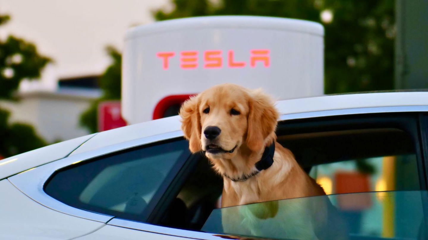 Perro en coche de Tesla