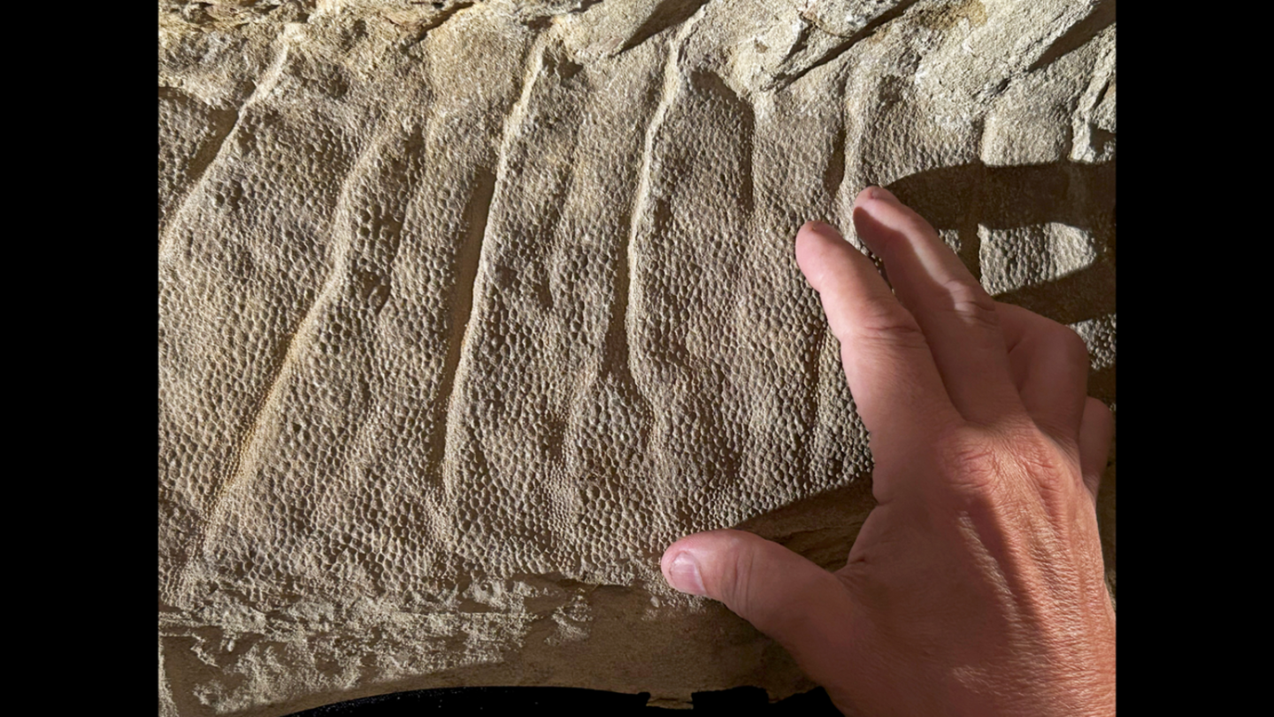 Piel con escamas de una cresta sobre el lomo del dinosaurio Edmontosaurus annectens