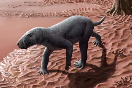 Los primeros mamíferos caminaron sobre la isla de Mallorca: estas huellas fósiles lo demuestran Los primeros mamíferos caminaron sobre la isla de Mallorca: estas huellas fósiles lo demuestran