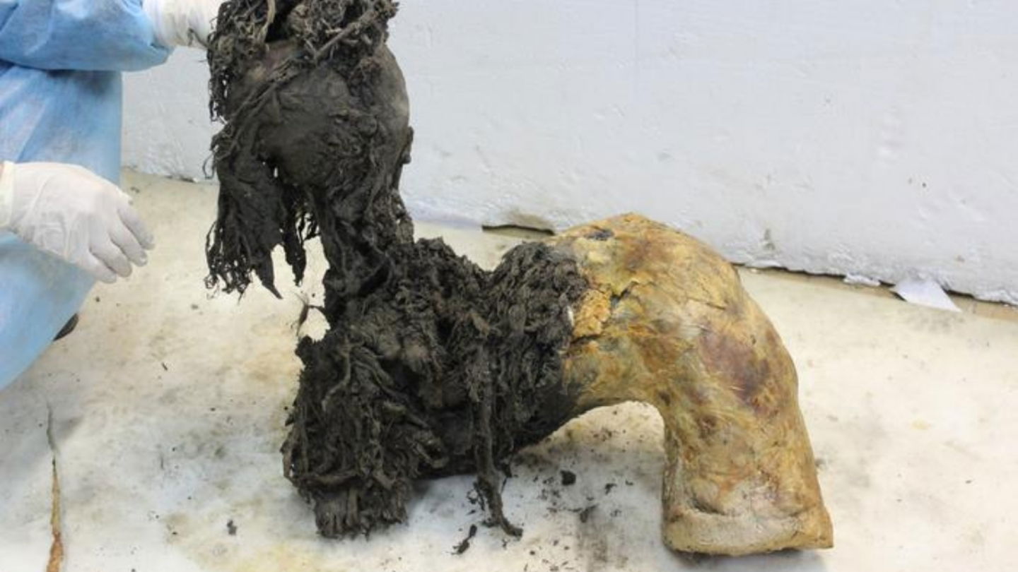 Una de las patas de Yuka analizada en laboratorio