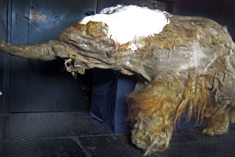 Conozca a Yuka, el mamut más antiguo encontrado: tiene decenas de miles de años y aún conservamos su ARN Conozca a Yuka, el mamut más antiguo encontrado: tiene decenas de miles de años y aún conservamos su ARN