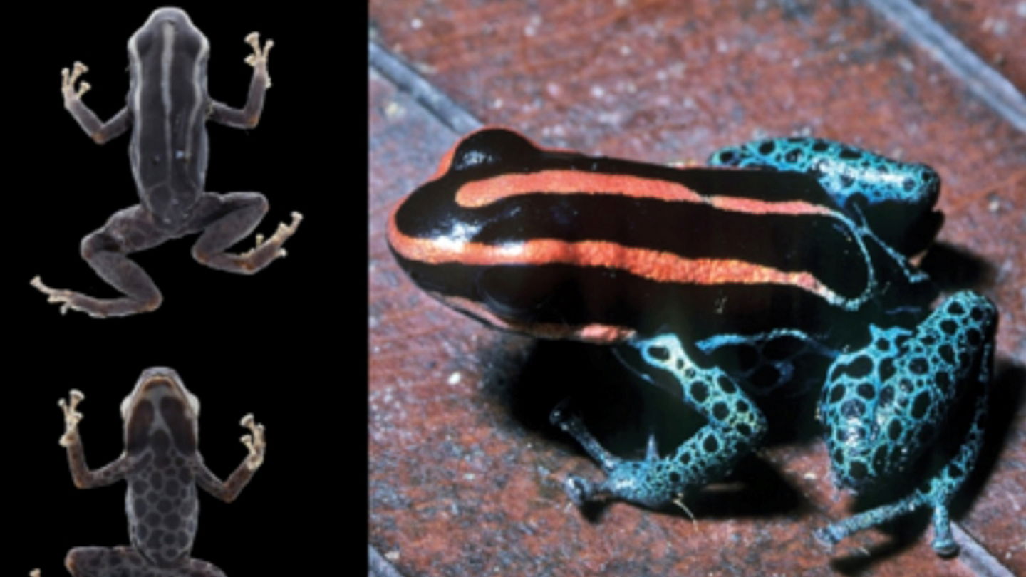 A la izquierda, el holotipo de Dendrobates duellmani, de la Colección de Herpetologia de la Universidad de Kansas, y a la derecha, la rana en un entorno real