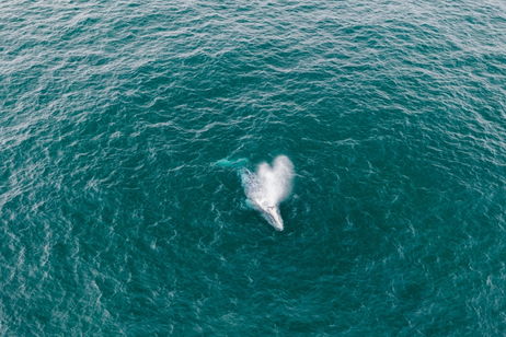 Los drones ya sirven para otra cosa aparte de realizar ataques: estudiarán el aliento de las ballenas en el Ártico Los drones ya sirven para otra cosa aparte de realizar ataques: estudiarán el aliento de las ballenas en el Ártico
