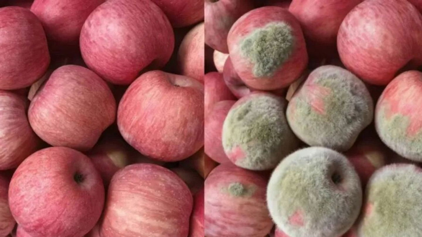 Manzanas originales y manzanas con moho creadas mediante IA, en una imagen que se utilizó para generar un reembolso
