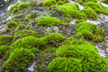 Puede decorar tu Belén de Navidad o purificar agua tóxica: el musgo es nuestro mejor aliado