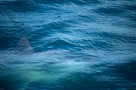 El tráfico comercial marítimo va a ser limitado y los grandes beneficiados son estos dos animales en peligro