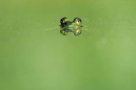 Esta especie de rana no es lo que parece y todo tiene que ver con un error humano que ha sido resuelto recientemente Esta especie de rana no es lo que parece y todo tiene que ver con un error humano que ha sido resuelto recientemente