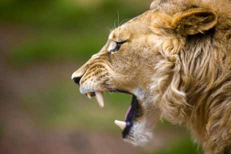 Este esqueleto de hace 6.200 años revela el trágico ataque de un león prehistórico