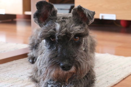 El secreto de los perros más inteligentes: pueden aprender nombres de objetos escuchando a escondidas El secreto de los perros más inteligentes: pueden aprender nombres de objetos escuchando a escondidas