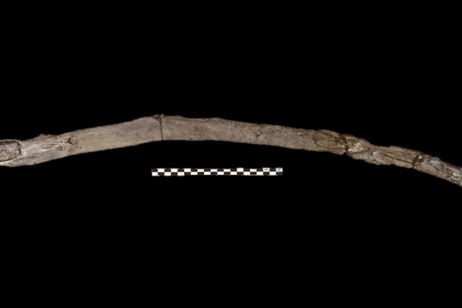 Estas son las herramientas de madera más antigua de la humanidad y lo mejor es que están muy bien conservadas Estas son las herramientas de madera más antigua de la humanidad y lo mejor es que están muy bien conservadas