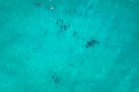 Tecnología de última generación desvela una alianza inesperada en los océanos: estas dos especies se ayudan para cazar Tecnología de última generación desvela una alianza inesperada en los océanos: estas dos especies se ayudan para cazar