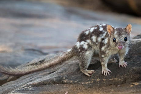 Casi un siglo después, un marsupial australiano que se creía perdido reaparece ante la cámara Casi un siglo después, un marsupial australiano que se creía perdido reaparece ante la cámara