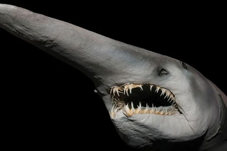 Una captura accidental permite encontrar en las Islas Canarias al primer ejemplar vivo de esta esquiva especie de tiburón Una captura accidental permite encontrar en las Islas Canarias al primer ejemplar vivo de esta esquiva especie de tiburón