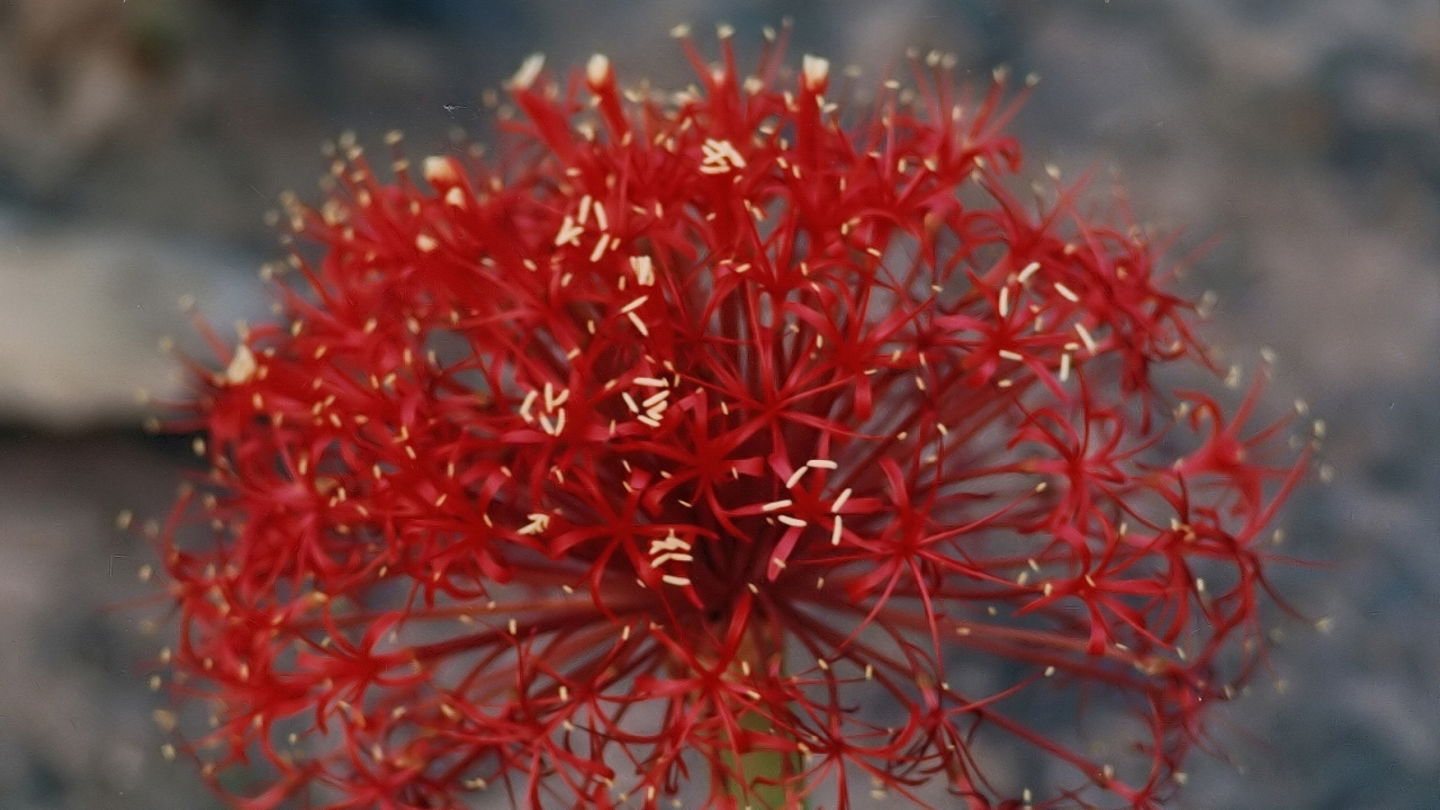 Esta es la planta conocida como Boophone disticha