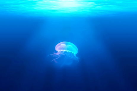 Científicos descubren qué es lo que el ser humano tiene en común con las medusas. Y ellas no necesitan cerebro Científicos descubren qué es lo que el ser humano tiene en común con las medusas. Y ellas no necesitan cerebro