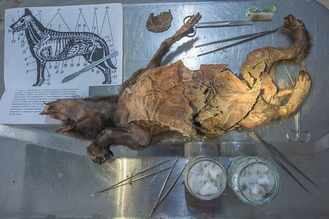 Los científicos recuperan el genoma de un rinoceronte prehistórico de hace 14.000 años: así ha sido posible