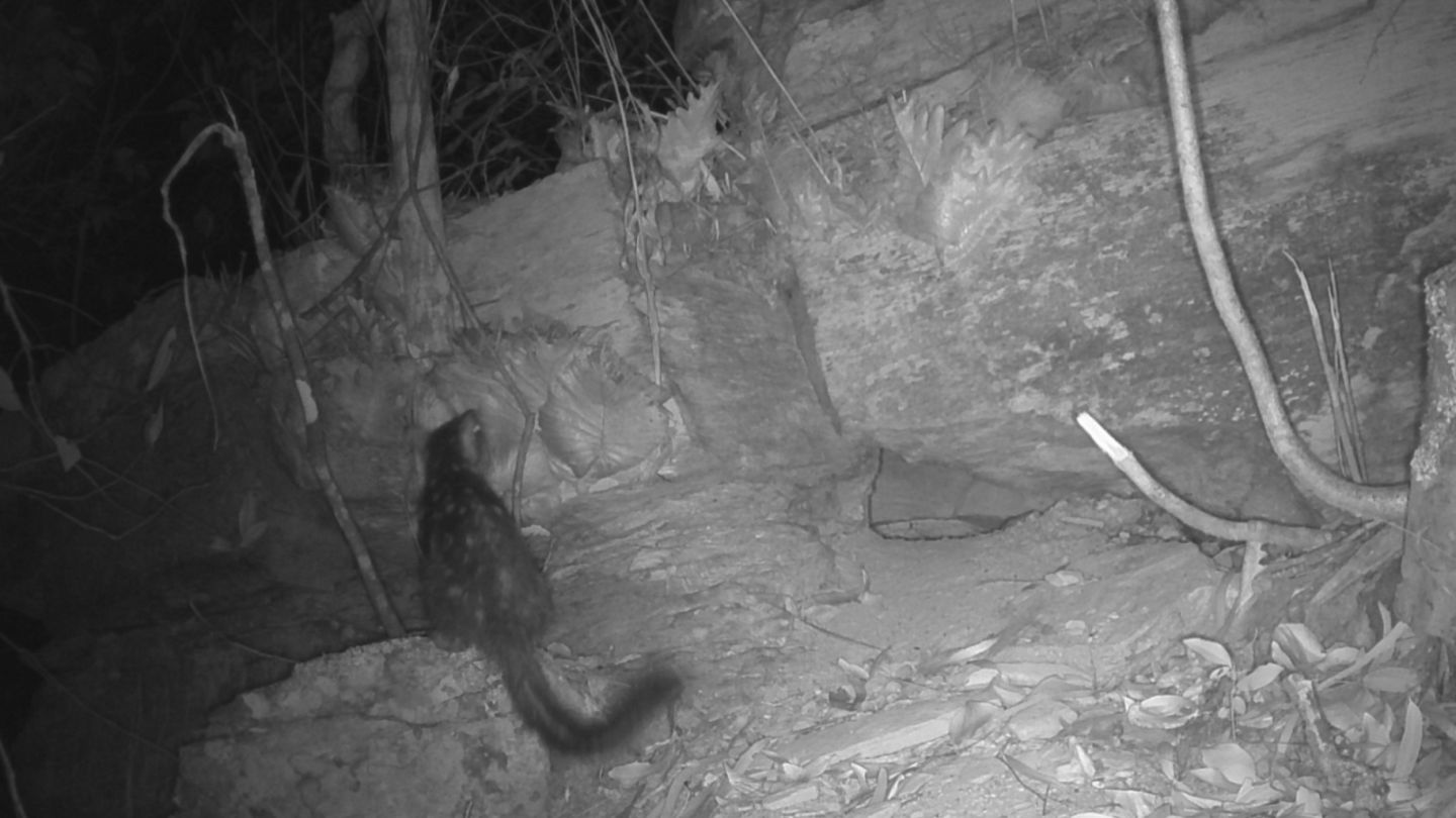 Un satanelo septentrional visto en el Santuario de Vida Silvestre Piccaninny Plains