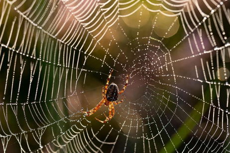Los "superpoderes" de la seda de araña vuelven a la palestra. Los científicos quieren utilizarlos para una importante investigación