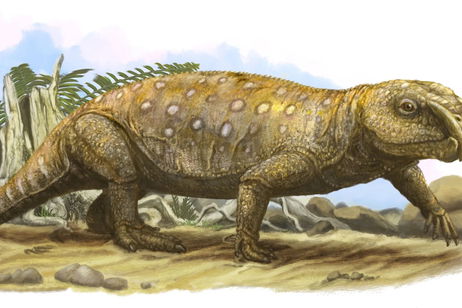 El fósil de rincosaurio más pequeño del mundo ha sido encontrado en Brasil: esto es lo que mide