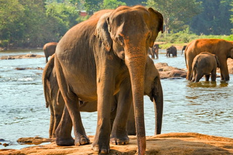 El comercio de fauna silvestre aumenta la transmisión de patógenos a los humanos en un 50%