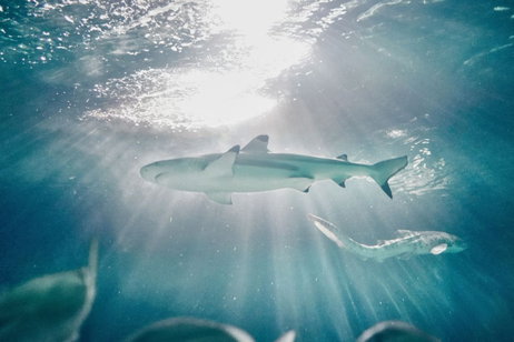 Un estudio sugiere que los tiburones de una tonelada podrían tener dificultades para sobrevivir